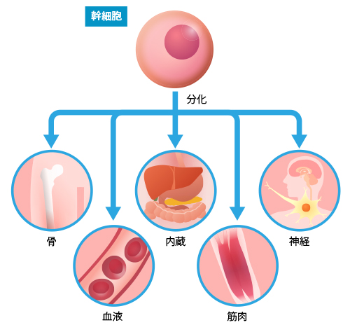 脂肪幹細胞由来培養上清液の特徴