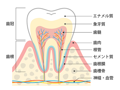 歯髄幹細胞由来培養上清液の特徴
